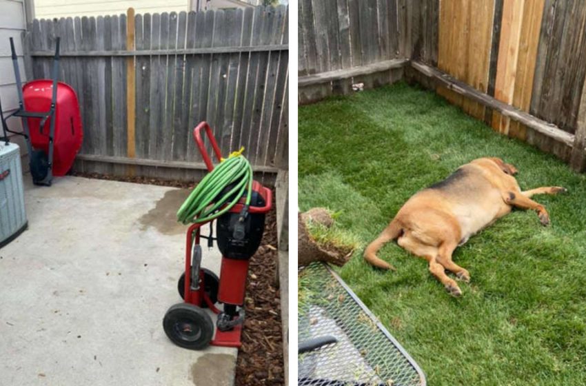  Rescue dog got a yard of his own! His happiness knows no bounds