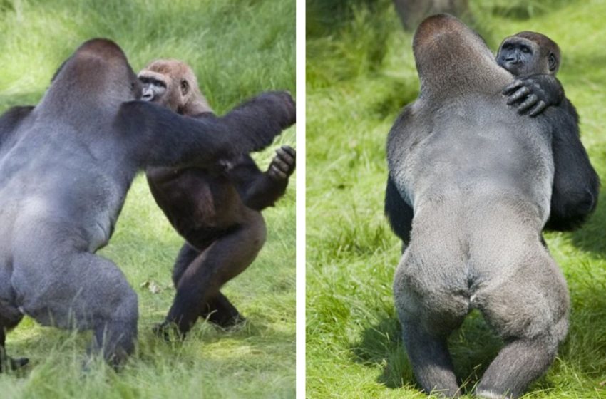  A heart-touching meeting of two gorilla brothers