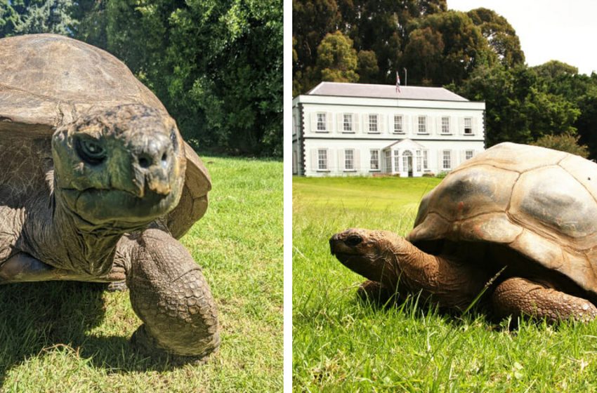  Jonathan, the oldest tortoise in the world is 190 years old