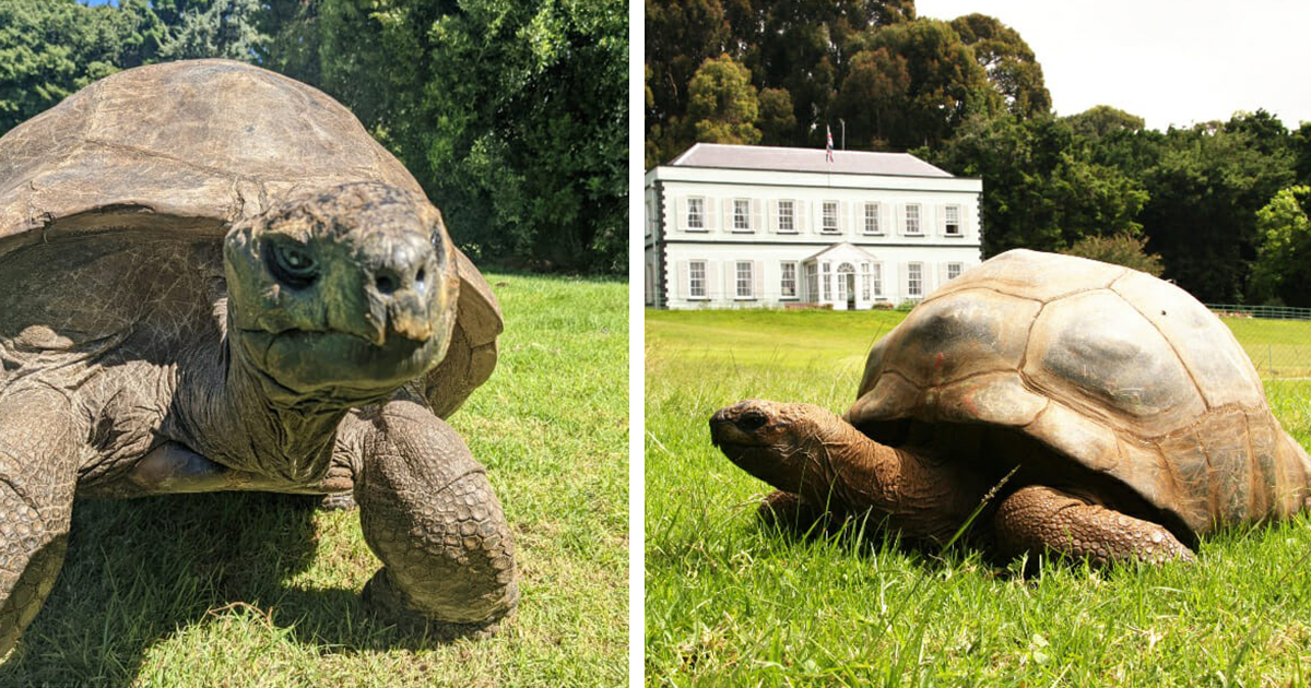 Jonathan The Oldest Tortoise In The World Is 190 Years Old Everythingfun   Yyyyyyyyy 