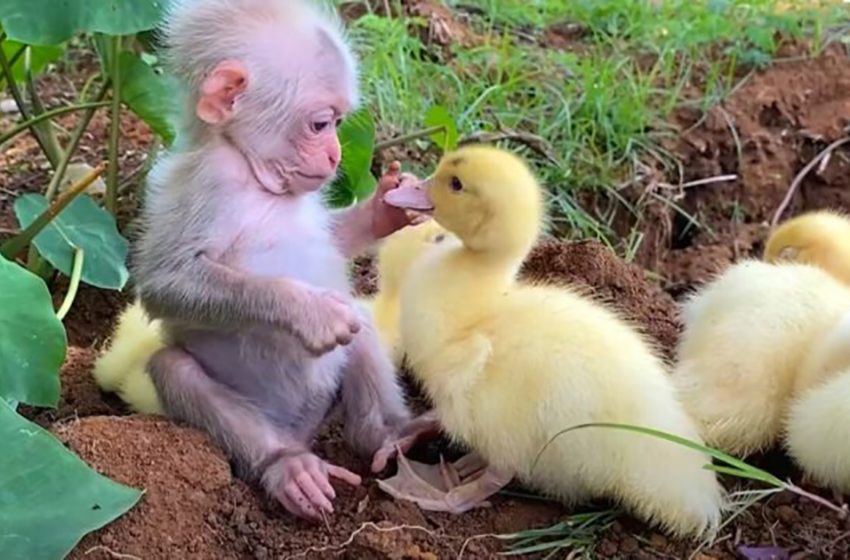  Baby monkey plays with the ducklings and takes care of them!