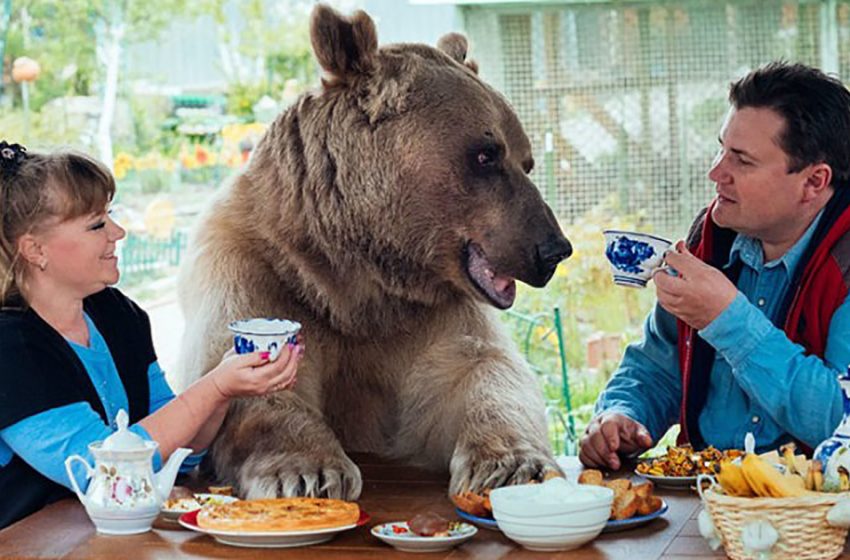  This massive bear is a favorite pet of the Russian family!