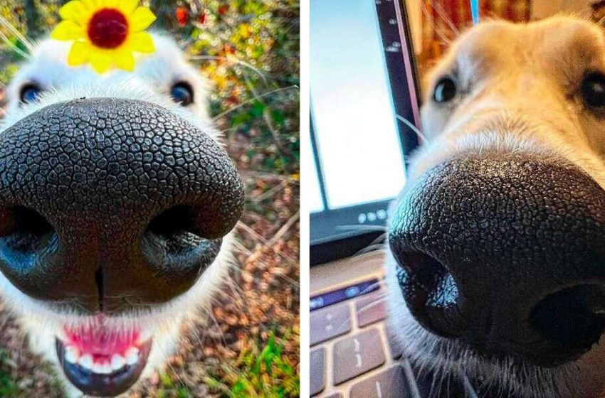  Look at this photogenic dog with a “boopable” nose