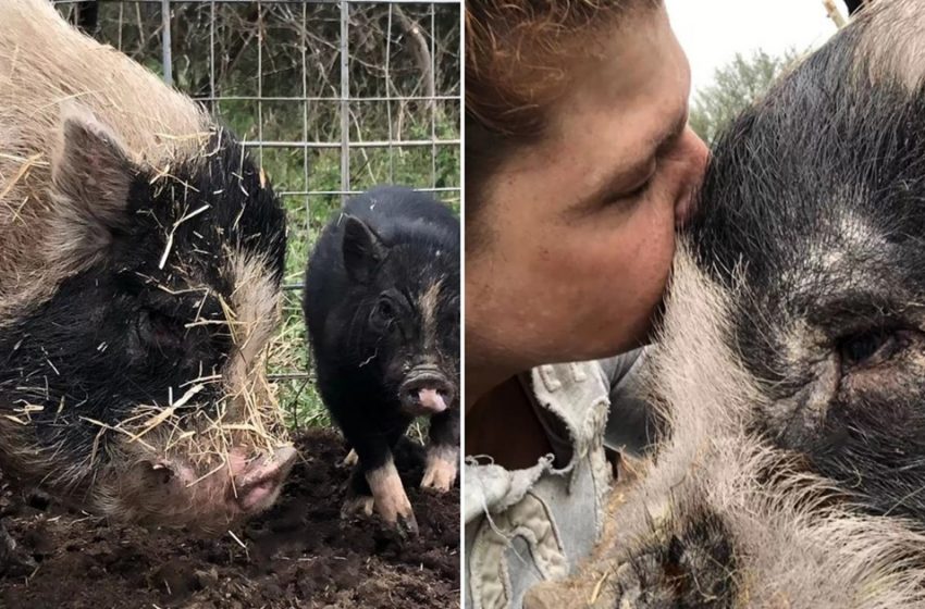  The abandoned cute pet pig starts a new life!