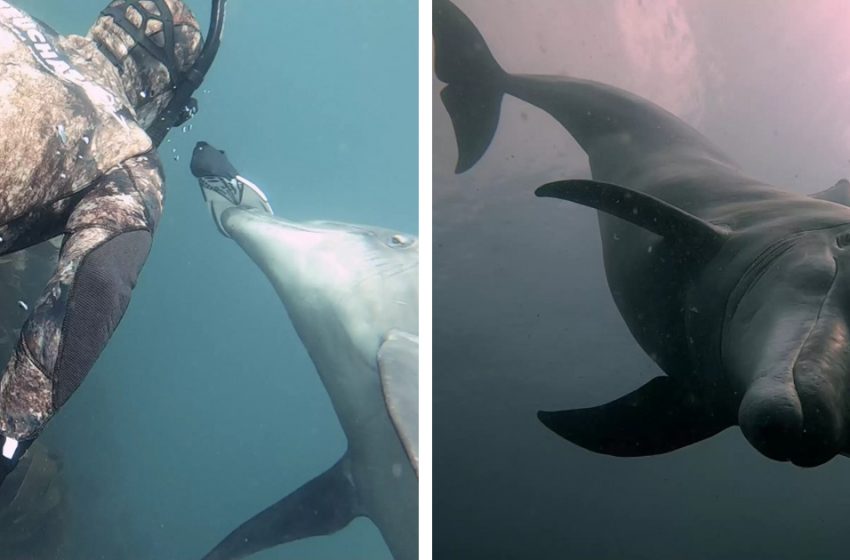  Diver’s friend Dolphin plays Fetch with him!