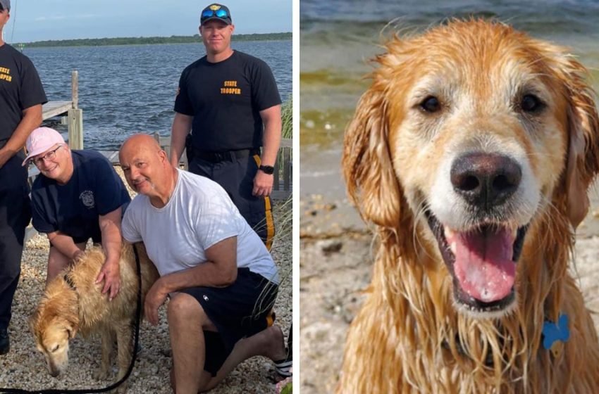  Dog being lost for 16 days was spotted swimming in the Bay