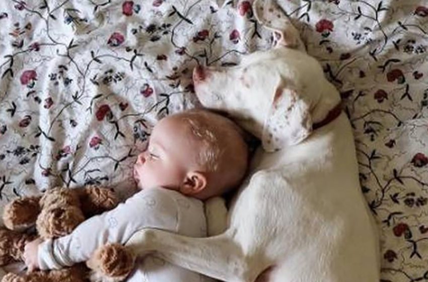  One-year-old baby healed the “heartache” of the dog that was so cruelly treated by her previous owners!