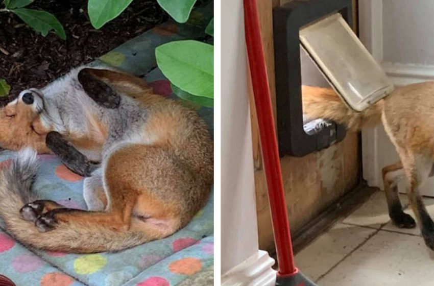  This wild fox cub settles well in the yard of a young woman and even invites her sister