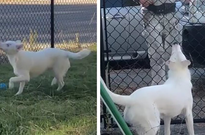  Blind and deaf dog meets his owner from work every day!