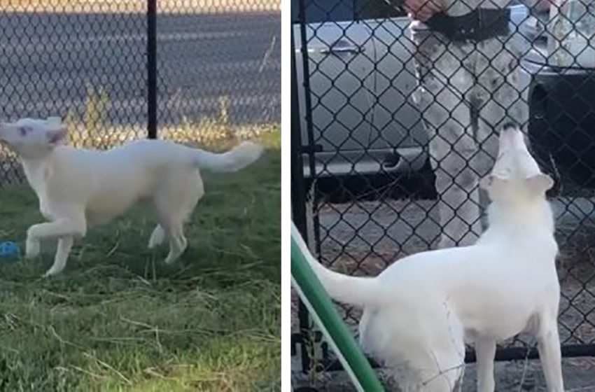 blind-and-deaf-dog-meets-his-owner-from-work-every-day-everythingfun