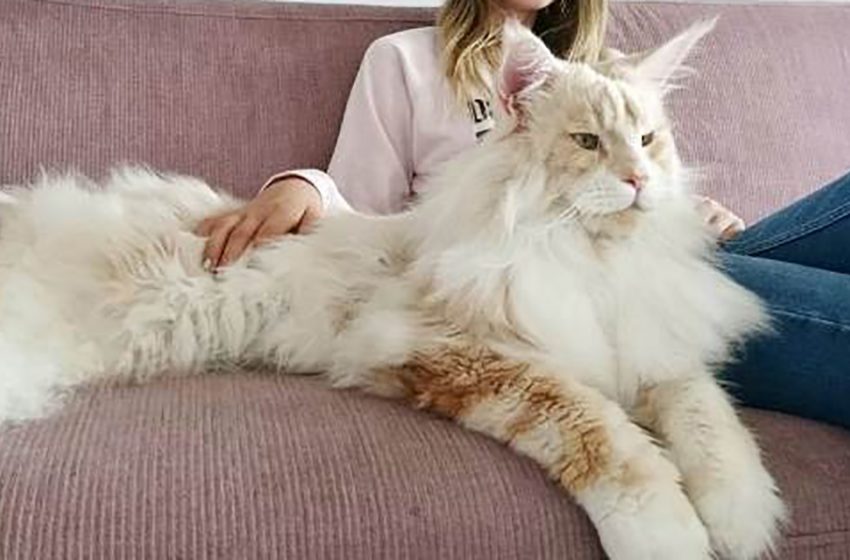  What a life with a huge Maine Coon looks like…