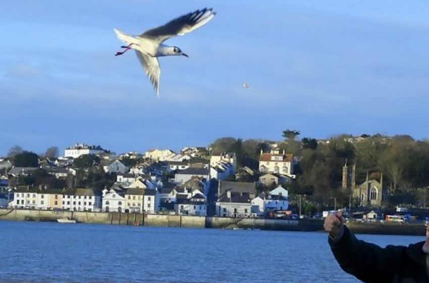  For past 12 years this seagull every day comes to the man who once has saved him!
