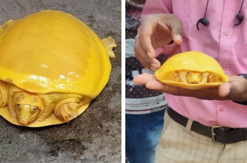  Rare golden-shelled tortoise was found in India