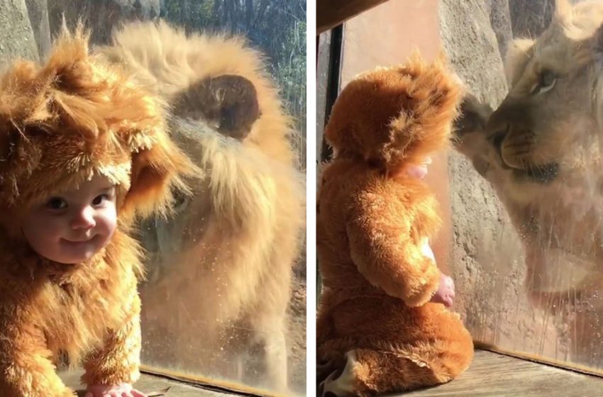 What a scene! Baby dressed as a lion meets a real lion at Zoo!