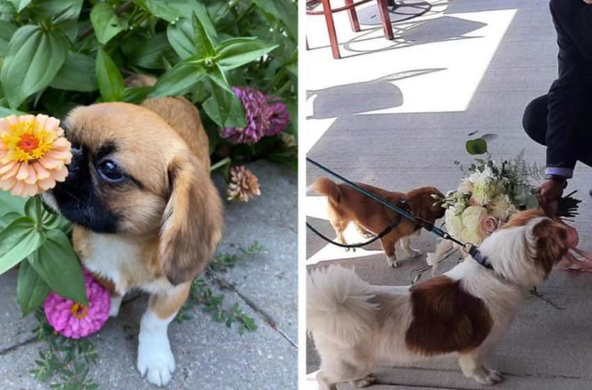  Meet Finn, a unique dog that smells each flower he sees