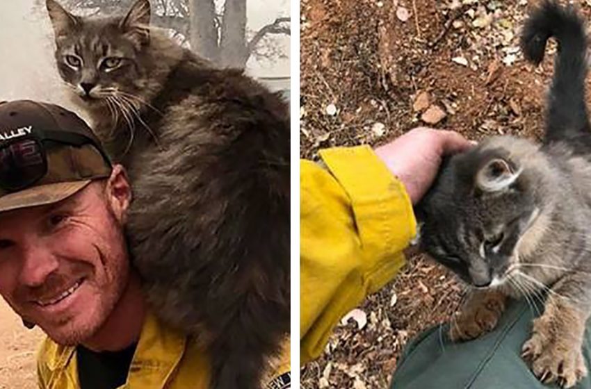  Firefighter rescued an incredibly awesome cat while fighting California fires