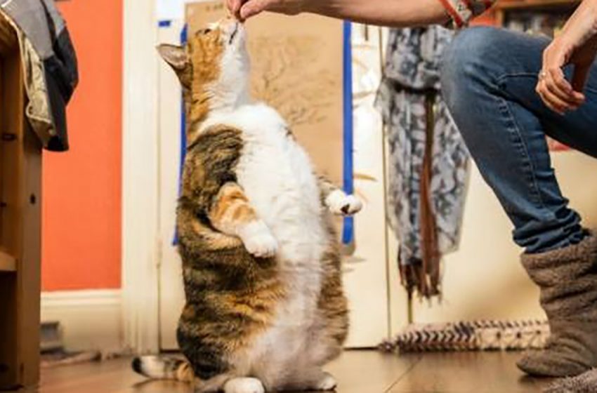  Overfed cat became slim and healthy again thanks to the care of her new owners!