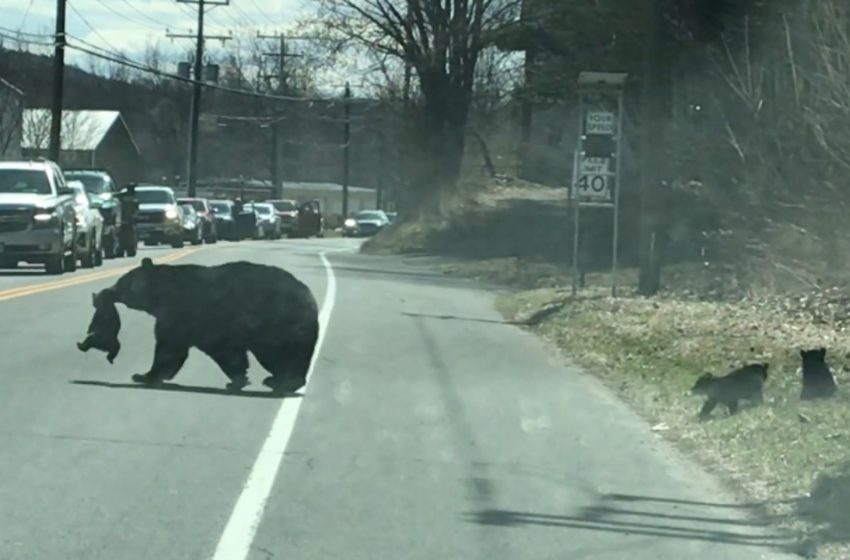  Mommy bear pauses traffic while helping her 4 cubs cross the road