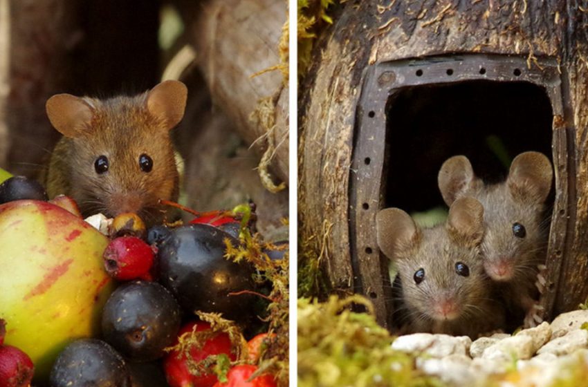  Photographer creates a real village for a mouse family!