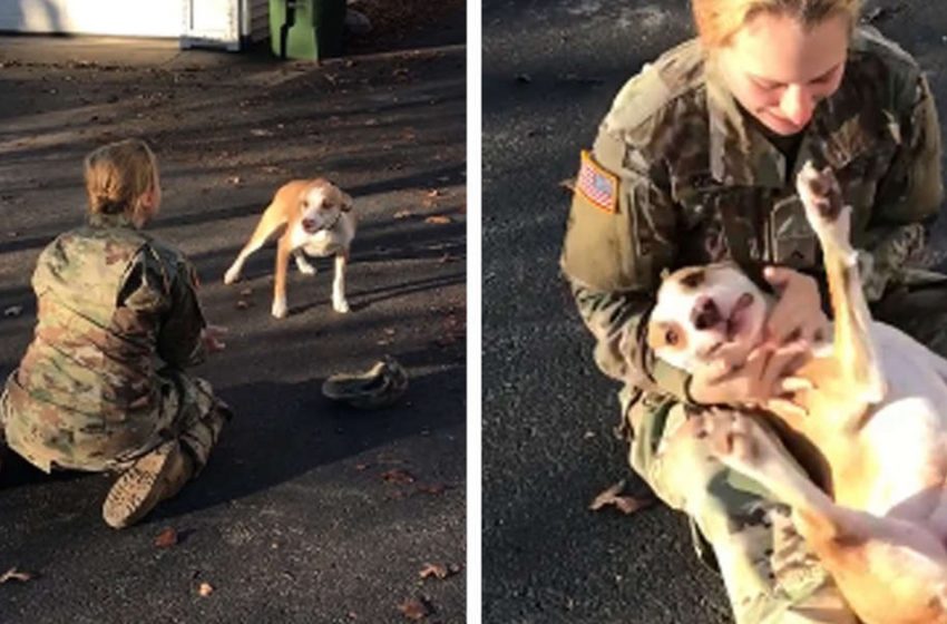  Dog’s mom returned after 8-months absence! Look at his reaction