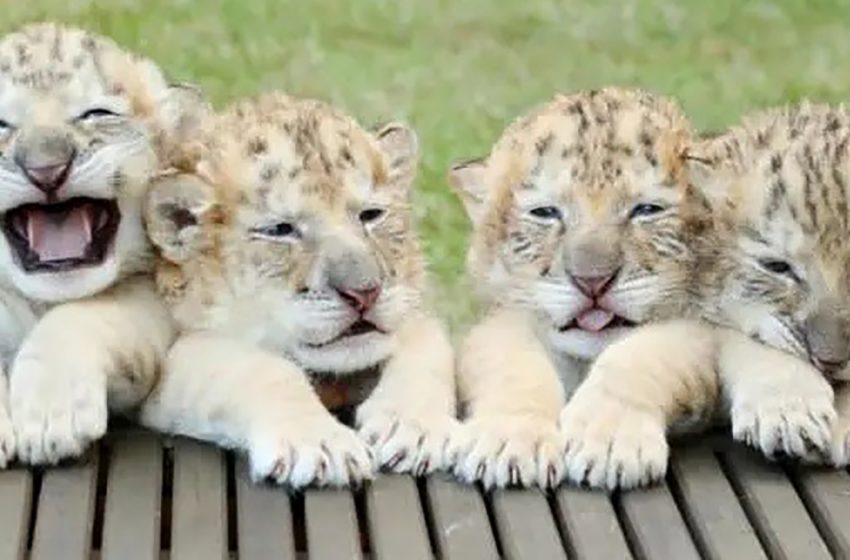  Look at the cubs of white tiger and white lion! They are marvelous