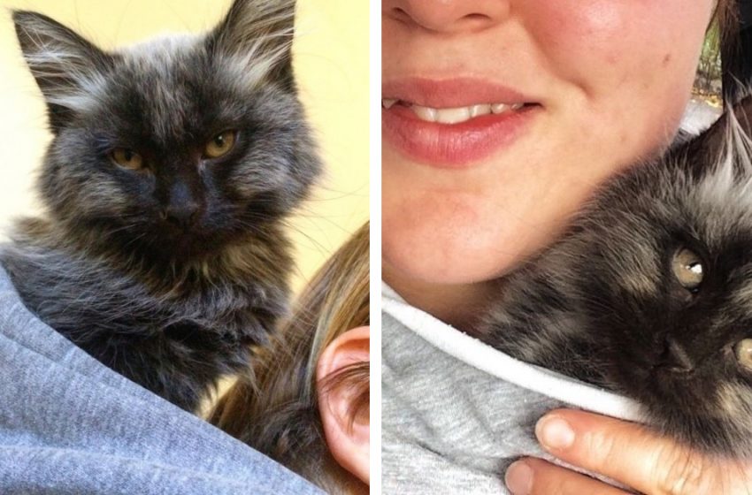  A kitten with unusual coloring grew up and changed completely!
