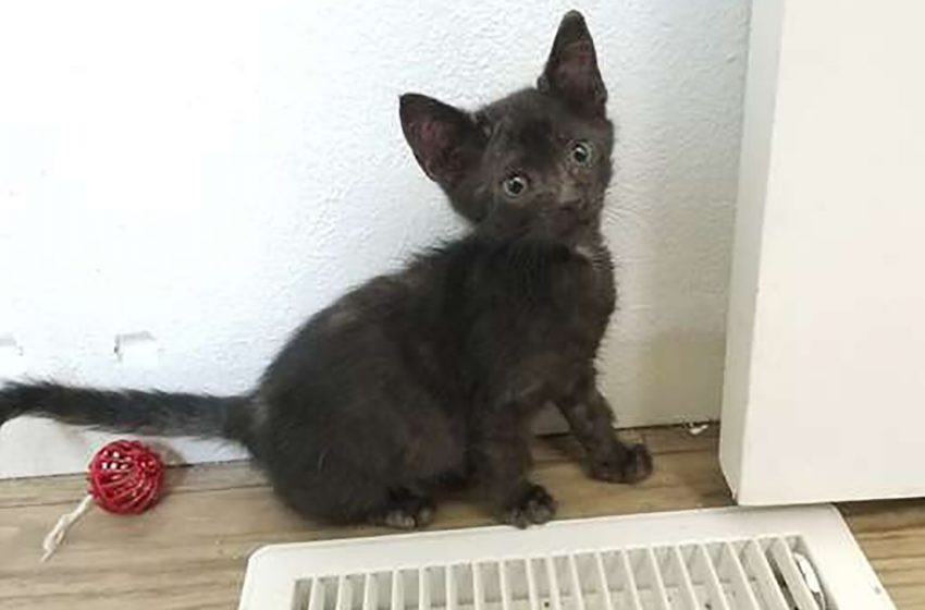  A couple adopted a kitten from a shelter but at home they saw unexpected surprise in a carrier!