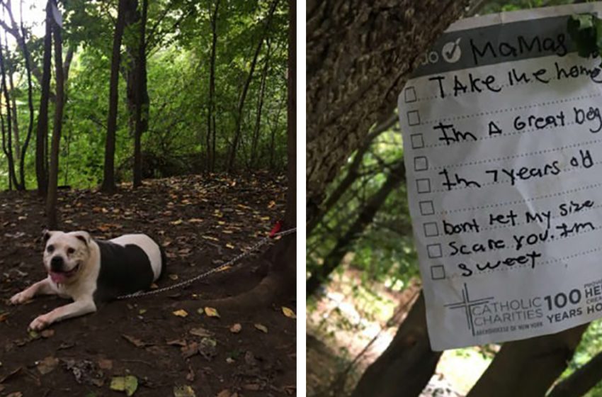  A young boy found a pit bull tied to a tree in the park and saved the animal!