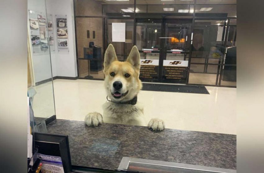  The dog went to the police to report himself missing