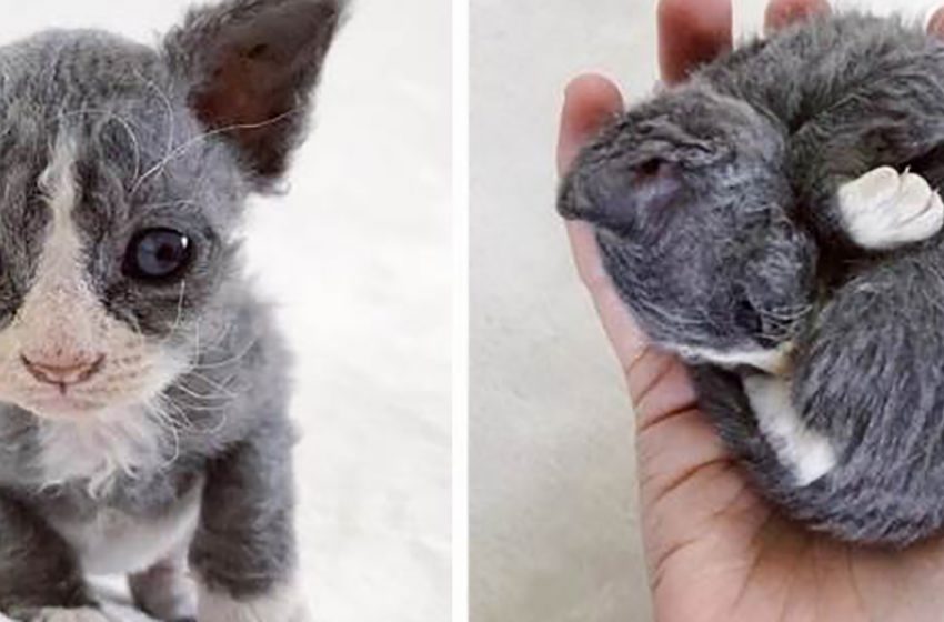  A woman took care for a kitten that looked like a plush toy!
