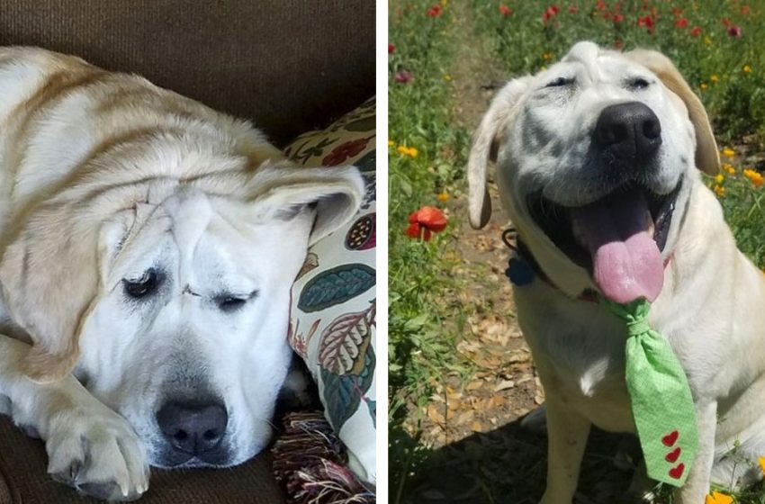  Dog abandoned because of face defect found a mom who really loved him