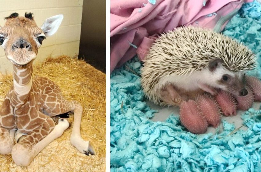  18 cute Baby Animals that will melt even the hardest heart