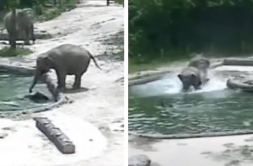  Two female elephants rushed to save the baby elephant that was about to drown!