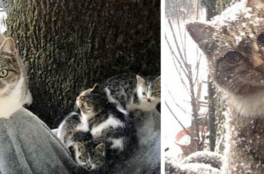  A couple from New York saved two little kittens from freezing on a cold winter day, and a year later they saved their mother as well!