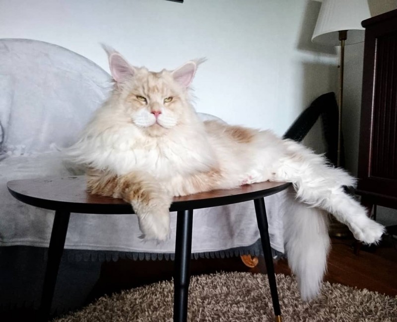 What a life with a huge Maine Coon looks like... - Everythingfun