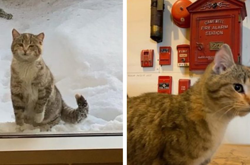  A poor stray cat would freeze in a severe frost at night if a kind policeman did not let her in