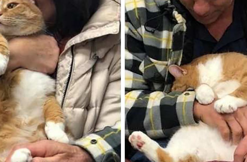  The cat has been given to the shelter because of his love to sit on the owner’s laps. But he found a family that could give him as much attention as he wanted