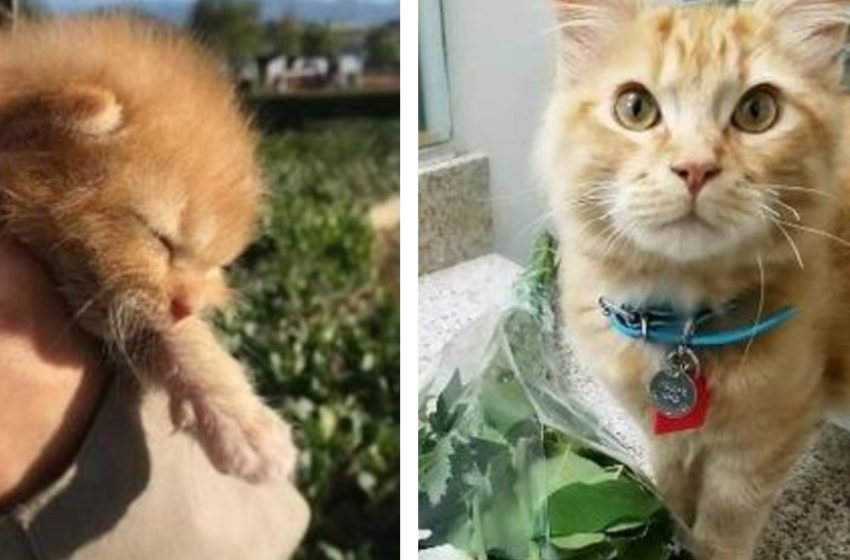  The kitten found in the wall of the house grew up. Look what he looks like now!