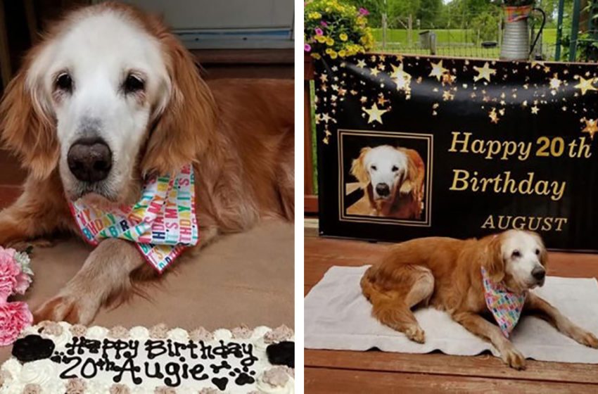 The oldest Golden Retriever is 20 years old! What is the secret of his longevity?