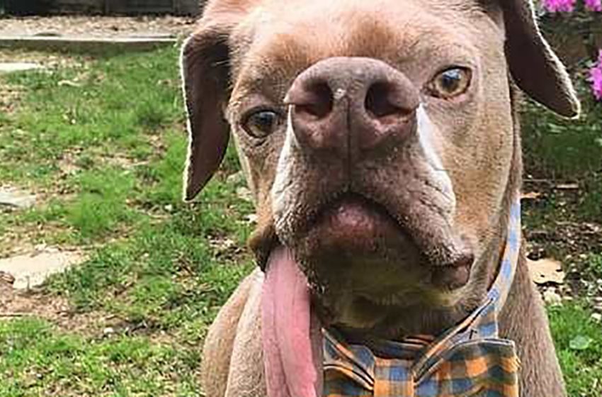  An ugly dog from Puerto Rico finally found an owner who likes him the way he is