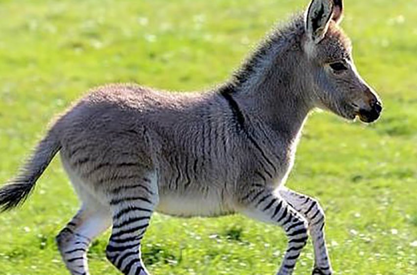  Look at the hybrid of a male donkey and a female zebra – zonki!