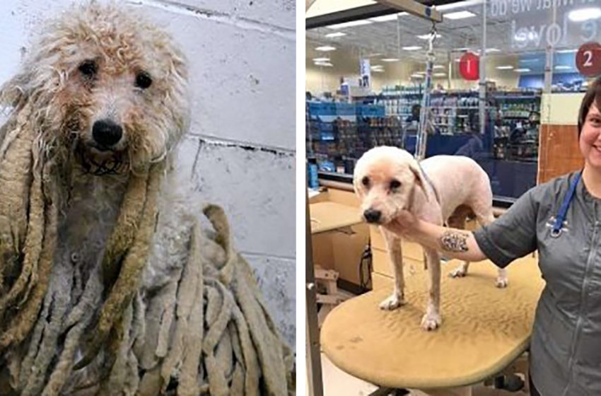  The poodle was saved from matted “dreadlocks” that weighed more than 2 kg. The animal changed completely after being sheared