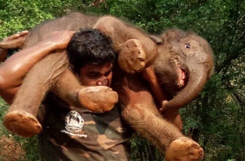  Ranger carried 220lb baby elephant on his shoulders to save his life!