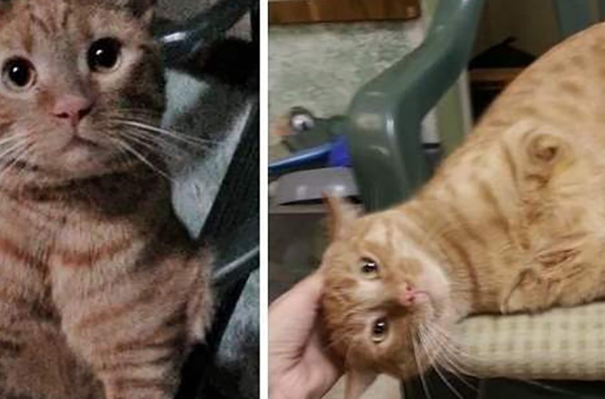  A cat born with two paws was saved from the streets in Arizona