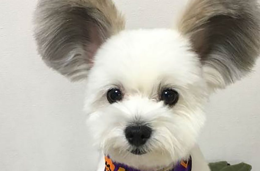  This Japanese dog has incredibly fluffy ears. Just look at this adorable creature!