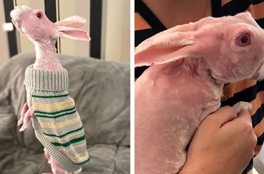  This rare hairless bunny was rescued from euthanasia and became a new Instagram star