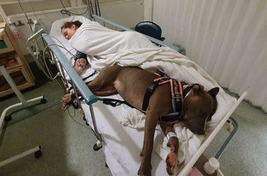  The dog’s unconditional love… Even after rescuing her owner, the dog did not leave her hospital bed