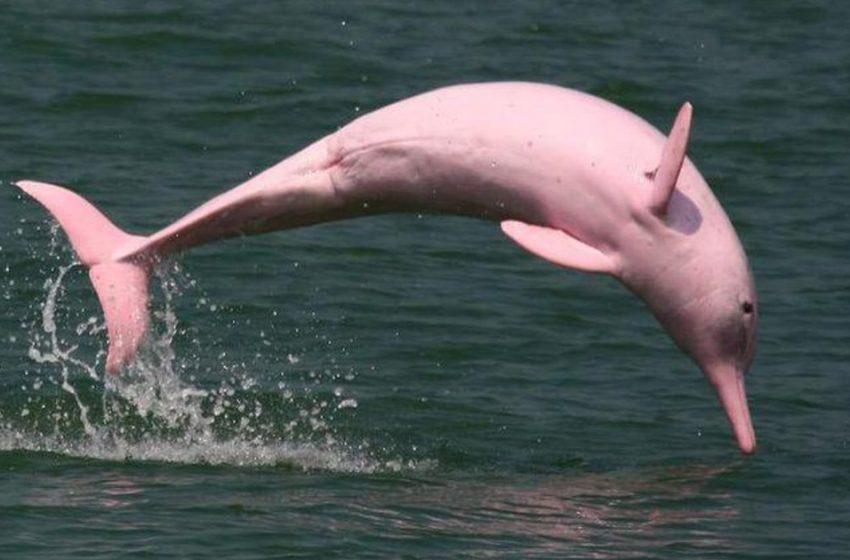  A rare pink dolphin was caught on camera in Louisiana River