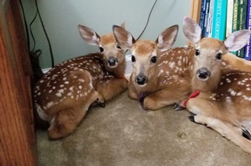  A woman who left the back door open and discovered three deer in her living-room!