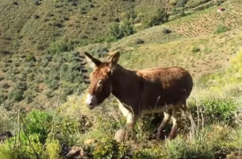  A touching meeting of a donkey and his owner! They haven’t seen each other for 2 months of quarantine